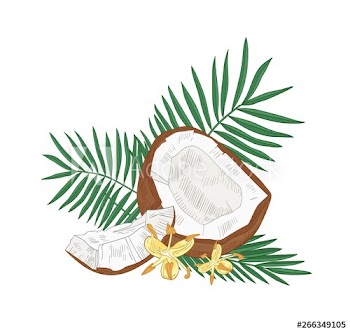Detailed botanical drawing of cracked coconut, palm tree leaves and flowers isolated on white background