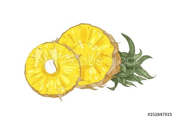 Detailed botanical drawing of cut fresh organic pineapple isolated on white background