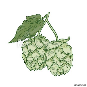 Detailed botanical drawing of green hop sprig with flower buds and leaves