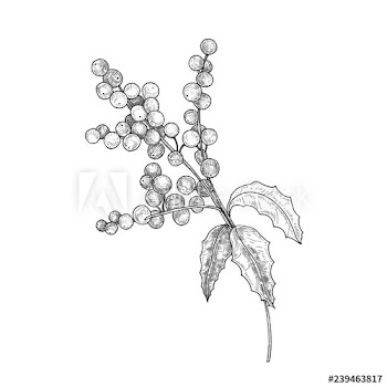 Detailed botanical drawing of holly branch with berries and leaves