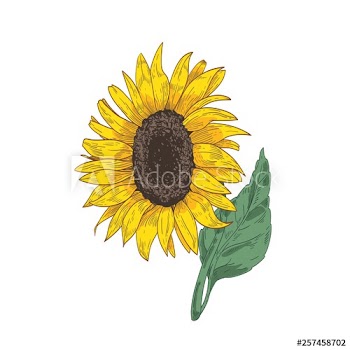 Detailed botanical drawing of sunflower head, stem and leaf