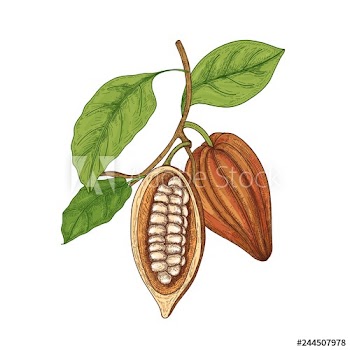 Detailed botanical drawing of whole and cut ripe pods or fruits of cocoa tree with beans, branches and leaves isolated on white background