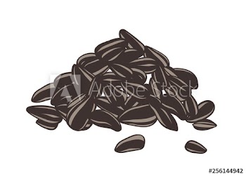 Detailed drawing of handful or pile of sunflower seeds or fruits
