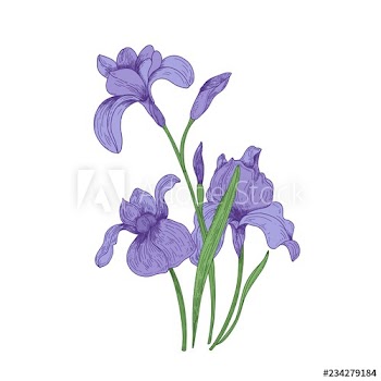 Detailed drawing of spring iris flowers and buds