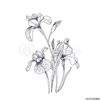 Detailed drawing of spring iris flowers and buds