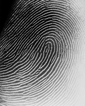 Detailed Forensic Photograph of Human Fingertip with Fingerprint