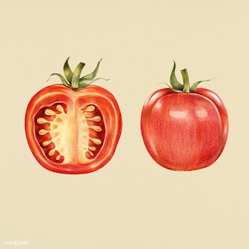 Detailed tomato drawing | Free stock illustration - 262015
