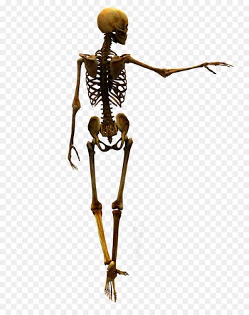 DeviantArt Stock Skull - Bones 