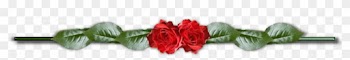 Deviantid - Garden Roses
