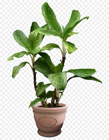 Devil's ivy Houseplant - Beautiful Transparent Plants Image 