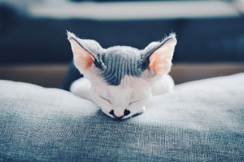 Devon Rex cat named Joel