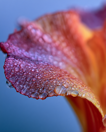 Dew-Covered Flower Petal in Morning Light