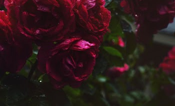 Dew Covered Red Flowers