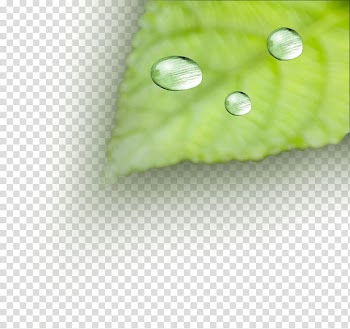 Dew Drop, Leaves transparent background PNG clipart