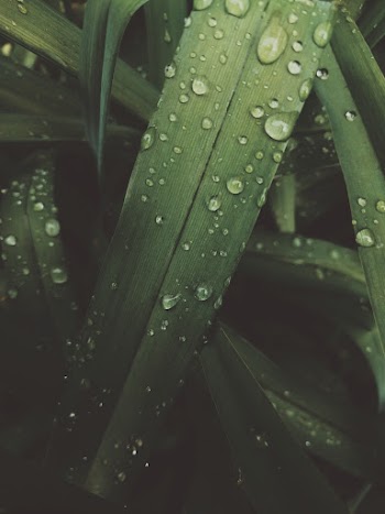 Dew Drop On Leaf