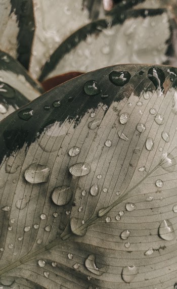 Dew Drops on Gray Leaf