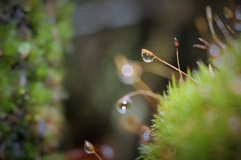 Dew Drops On Green Grass Close Up Photo