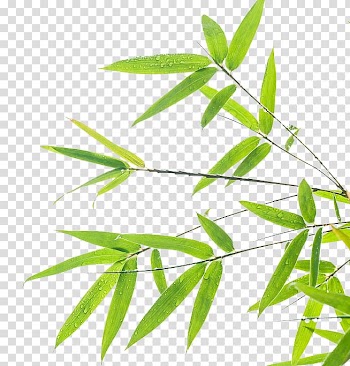 Dew drops on green leaves illustration, Bamboo Leaf Green , Bamboo leaf background design transparent background PNG clipart