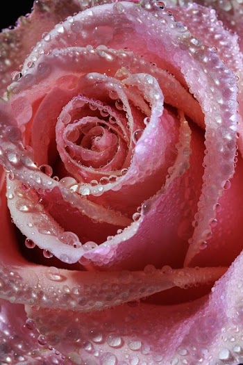 Dew Drops on Pink Rose Flower