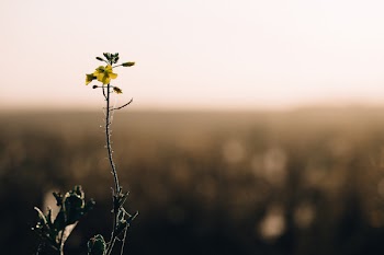 Dew on a meadow flower