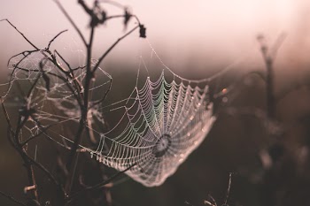 Dew on a spider’s web
