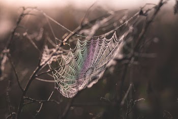 Dew on a spider’s web 2