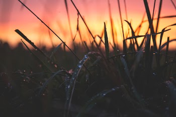 Dew on grass in the sunset
