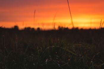 Dew on grass in the sunset 2