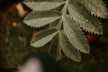 Dew On Plant