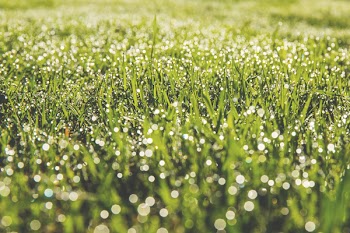 Dew on the grass