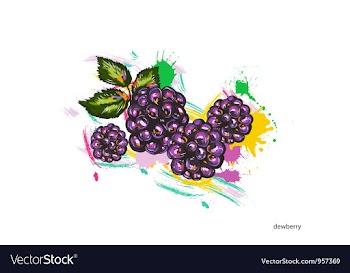 Dewberry with colorful splashes vector image