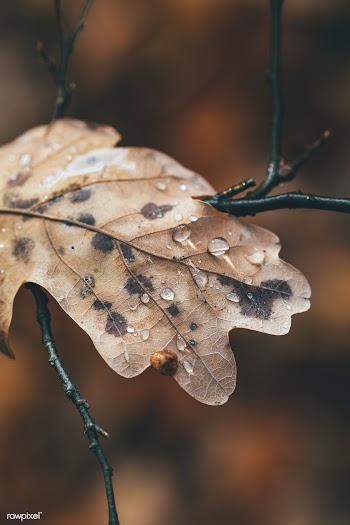 Dewy dried leaf | Free public domain photo - 600097