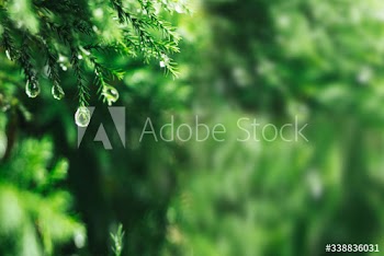 Dewy forest