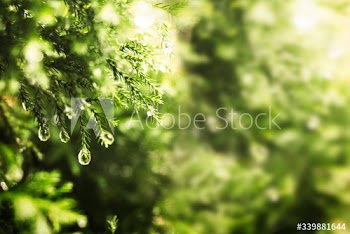 Dewy forest