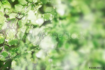 Dewy forest leaves