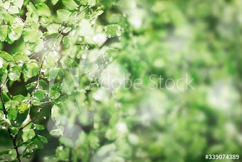 Dewy forest leaves
