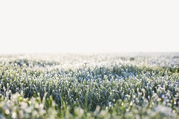 Dewy grass border collage element, | Free PSD - rawpixel