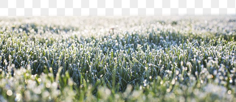 Dewy grass png border sticker, | Free PNG - rawpixel