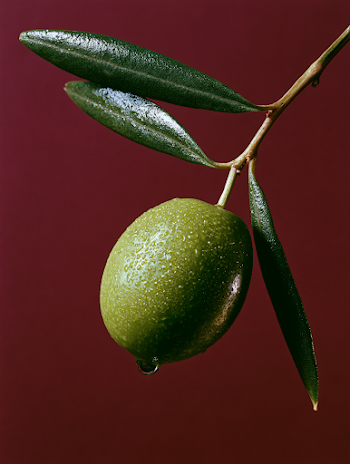 Dewy Olive on Clinging Branch