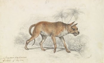 Dhole of Ceylon by Charles | Free Photo - rawpixel