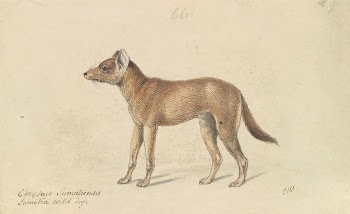 Dhole of Sumatra by Charles | Free Photo - rawpixel