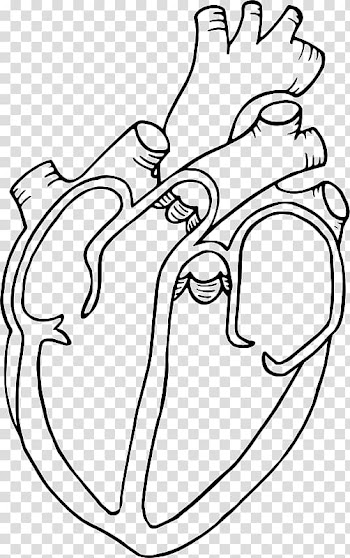 Diagram Heart Drawing Anatomy , human heart transparent background PNG clipart