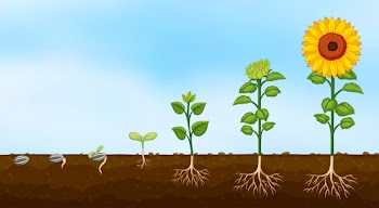 Diagram of plant growth stages Free Vector