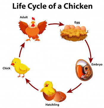 Diagram showing life cycle of chicken Free Vector
