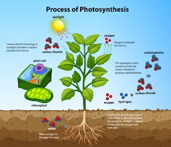 Diagram showing process of photosynthesis with plant and cells Free Vector