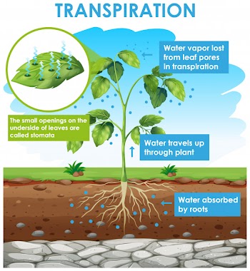 Diagram showing transpiration in plant Free Vector