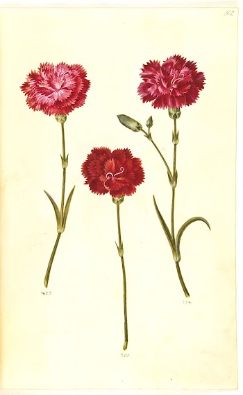 Dianthus caryophyllus (garden carnation) by Maria | Free Photo - rawpixel