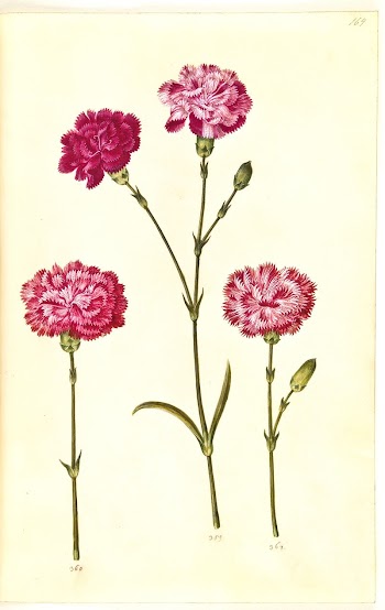 Dianthus caryophyllus (garden carnation) by Maria | Free Photo - rawpixel