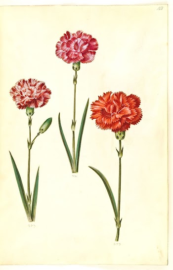 Dianthus caryophyllus (garden carnation) by Maria | Free Photo - rawpixel