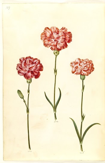 Dianthus caryophyllus (garden carnation) by Maria | Free Photo - rawpixel